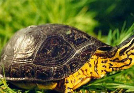 油彩木紋龜為什么沒人養(yǎng)