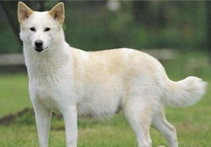 卡南犬拉稀帶血的原因及處理方法