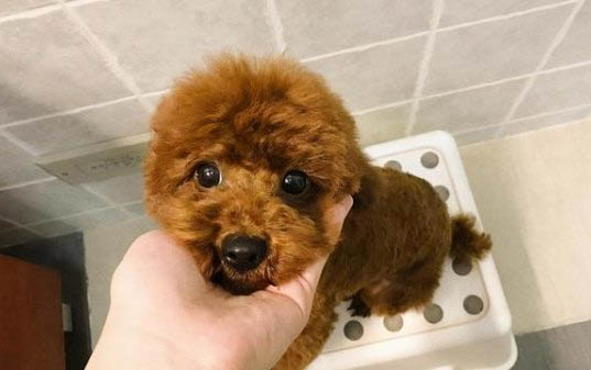 測犬瘟細小試紙怎么用