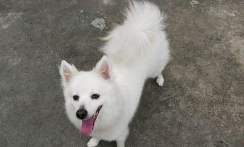 銀狐犬為什么很少人養
