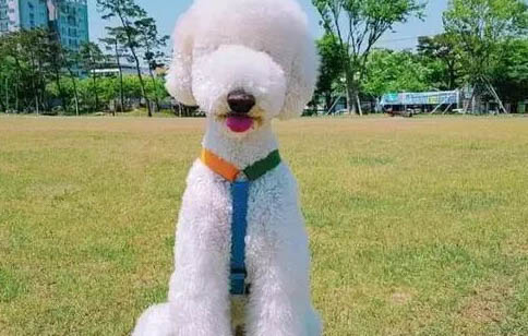 巨貴犬優(yōu)點(diǎn)和缺點(diǎn)