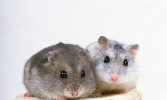 寵物鼠的種類有哪些