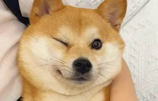 如何讓柴犬愛吃狗糧不咬人啊