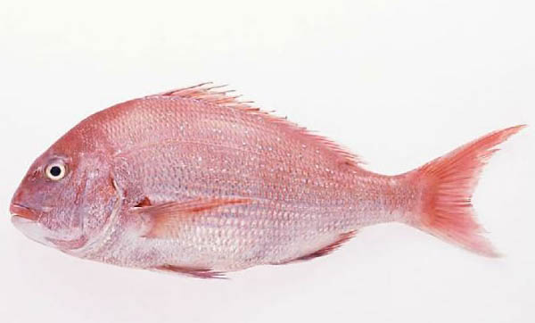 白兔魚的特征及飼養環境