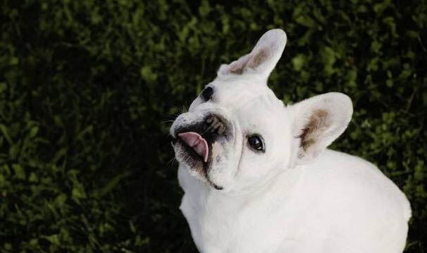 狗狗犬窩咳的癥狀是什么