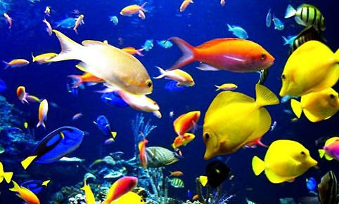 為什么魚缸水會有腥味