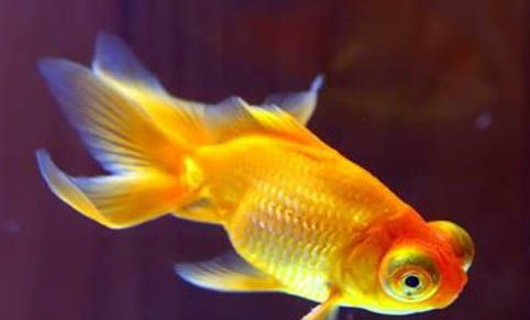 金魚不擠卵會死嗎?