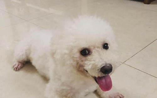 比熊屬于什么犬種