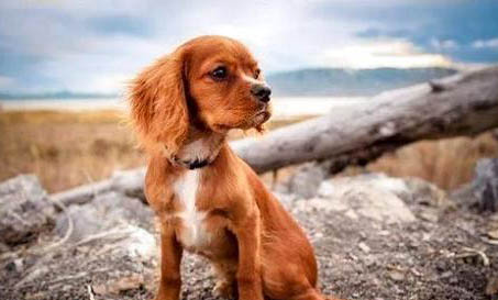 哪里有賣邊境牧羊犬 怎么買牧羊犬