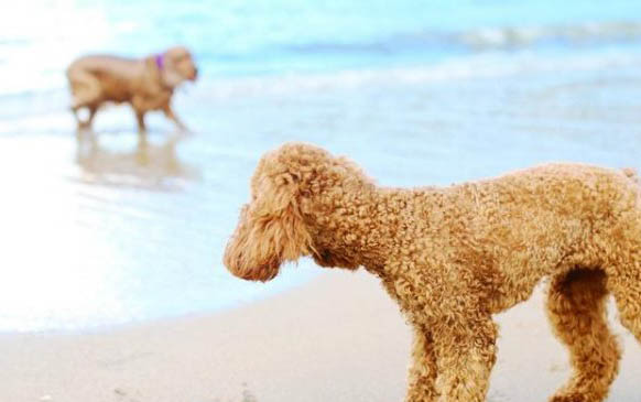 小狗得了犬瘟有什么癥狀