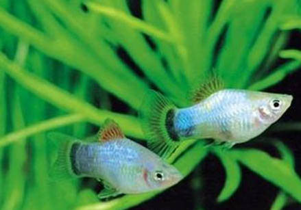 釣羅非魚如何調(diào)漂