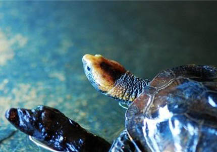 蛇頸龜多大才可以深水養(yǎng)