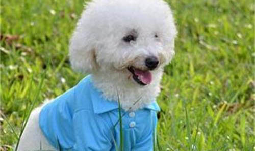 一只純種泰迪犬大概多少錢