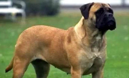 斗牛獒犬細(xì)小的原因及處理方法