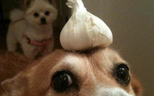 狗狗吞了異物多久能排出