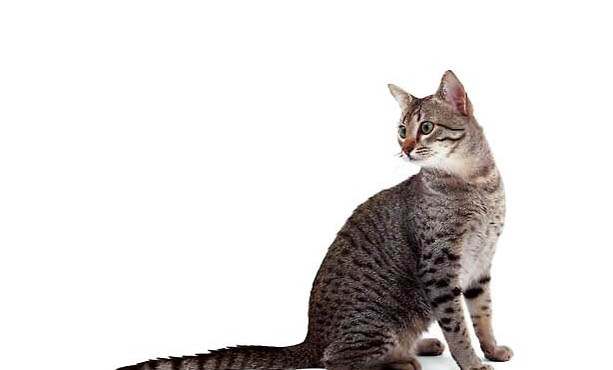 埃及貓可以吃米飯嘛