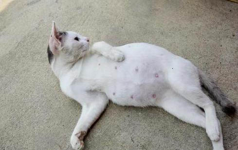 小貓尿頻為什么一直找不到原因？