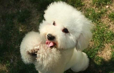 狗狗美容五招三注意愛犬冬季更出眾