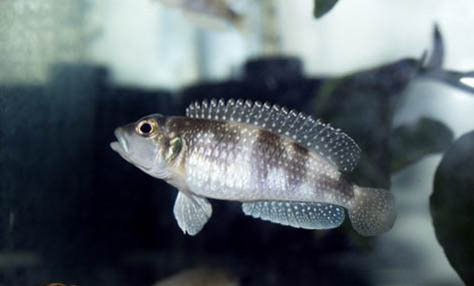 羅漢魚能和什么魚混養?