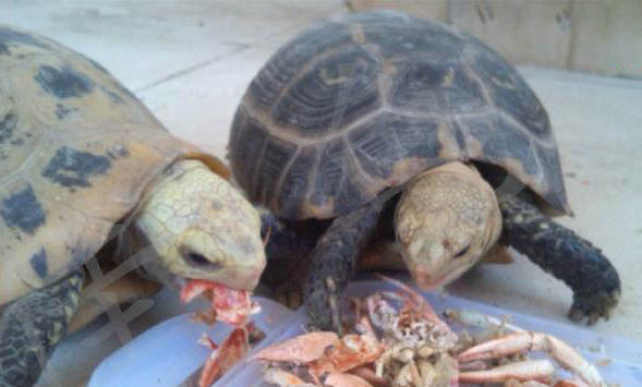 赫曼陸龜可以活多久