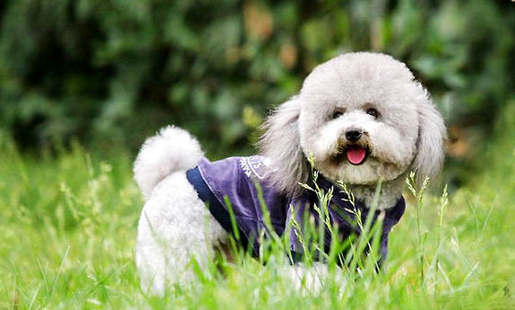 貴賓犬和比熊怎么區分