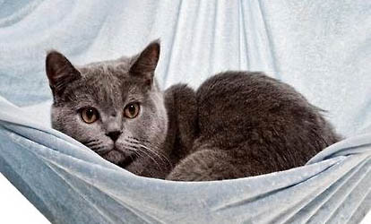 卡爾特貓尿結石的原因及處理方法