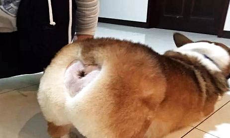 如何訓練狗狗在一個地方上廁所?