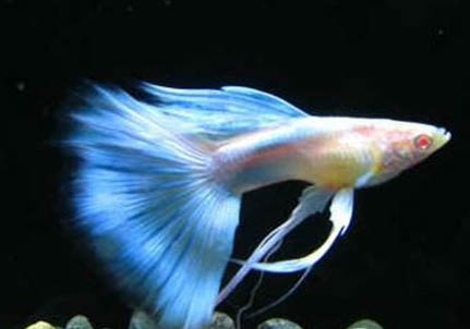 孔雀魚(yú)會(huì)咬其他魚(yú)尾巴嗎