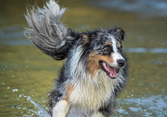 澳大利亞牧牛犬嘔吐白沫是什么原因