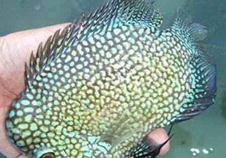 德州豹混養注意事項