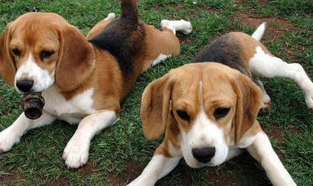 禁止用比格犬做實驗