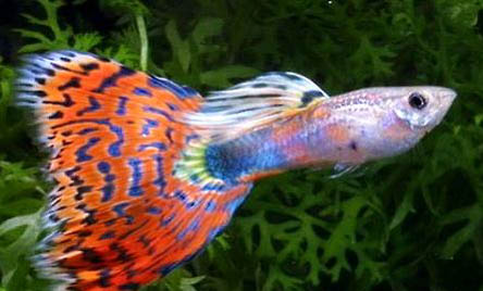孔雀魚需要加熱棒嗎