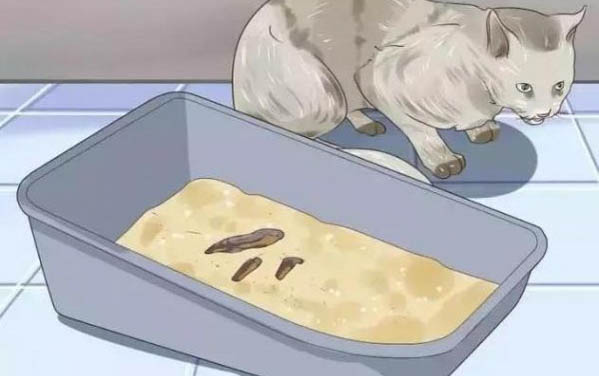 小貓咪感冒打噴嚏怎么辦