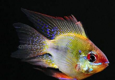 荷蘭豬一直叫怎么回事