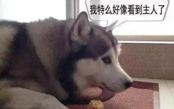 10歲狗不吃飯后腿沒勁是什么原因造成的