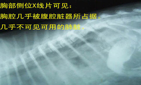 貓懷孕多久生