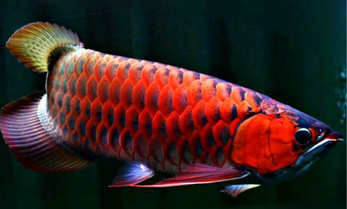 銀龍魚蒙眼病怎么治？