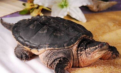 狗狗魚油哪個牌子好