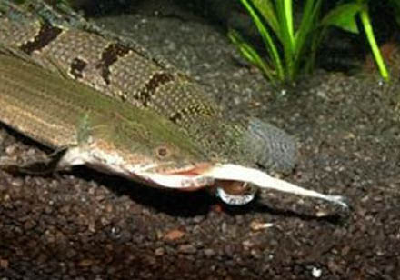 魚缸里水渾濁怎么處理?