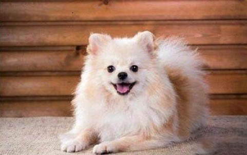 正宗德牧幼犬一只一般多少錢