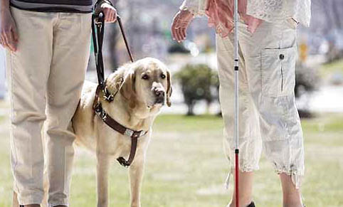 導盲犬可以上飛機嗎