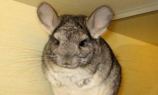 龍貓中暑多久會(huì)死