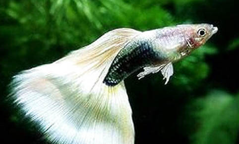 孔雀魚豎起來了還有救嗎