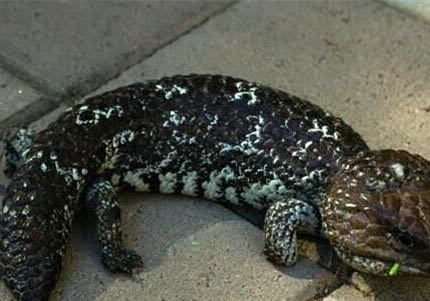 松果蜥多少錢一只