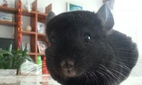 龍貓喜歡吃什么