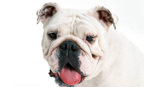 英國斗牛犬突然不愛吃東西的原因是什么