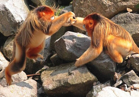 緬甸金絲猴多少錢一只