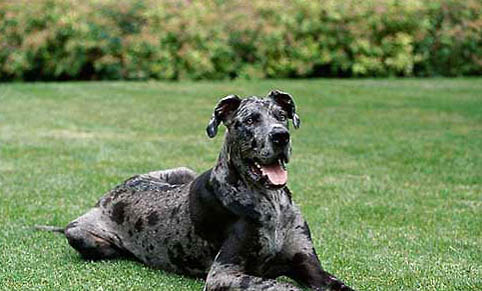 大丹犬性格怎么樣啊