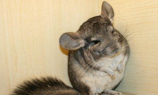 龍貓總是叫喚的原因