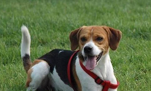 英國獵狐犬多動癥
